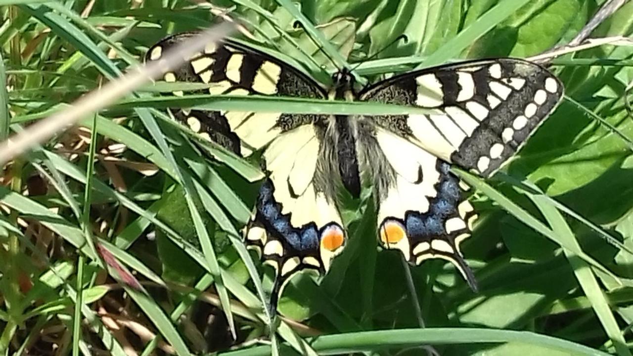 Les Papillons Vrolle Exterior foto