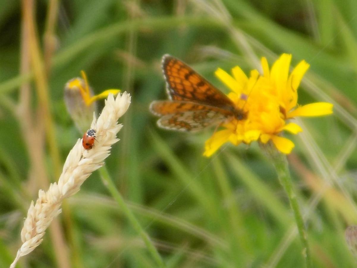 Les Papillons Vrolle Exterior foto