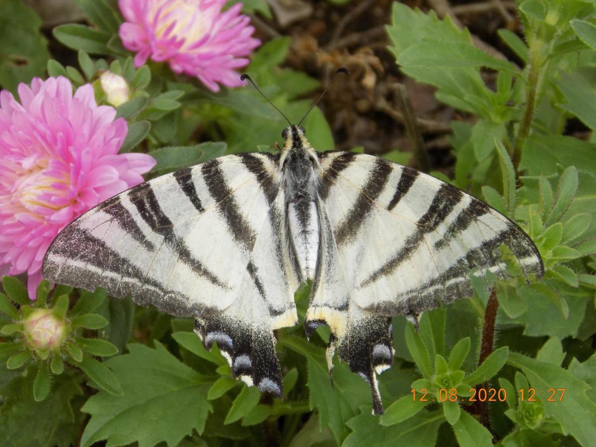 Les Papillons Vrolle Exterior foto